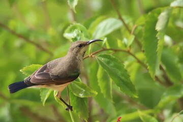 sunbird on the branch