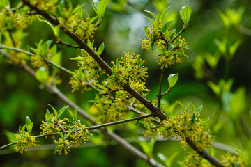 Cornus mas, the Cornelian cherry, European cornel or Cornelian cherry dogwood on blurry yellow blue background. Flowering tree. Cornus tree in bloom