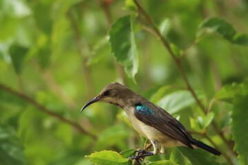 sunbird on a branch