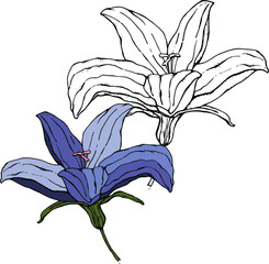 vector illustration ,flower in blue ,white flower,contour,on a white background