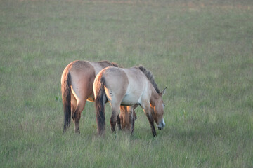 wild horses on a meadow