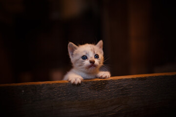 A cute little kitten exploring the world around her