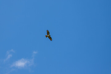 Wild bird of prey with outstretched wings in the blue sky.