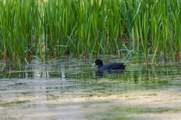 Black Coot - Fulica atra swims on the surface of a pond near a reed.