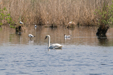 A beautiful White swan swimming and looking for food under water in the lake