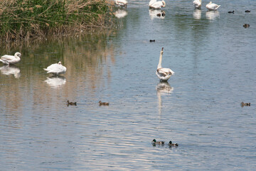 A beautiful White swan swimming and looking for food under water in the lake