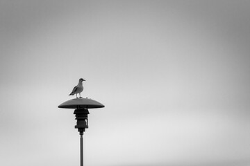 Seagull sitting on a lamp by Lake Mjøsa a cloudy morning.