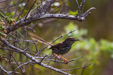 Spotted Prinia Bird On Forest Tree Branch (Prinia maculosa), Wilderness, South Africa
