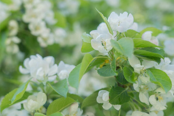 Branches of a blossoming apple tree on a background of blue sky.Natural background, there is a place for text.