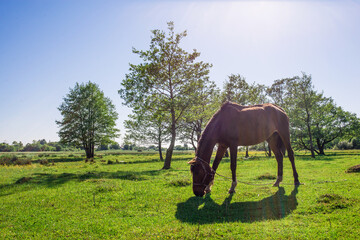 Bay foal grazes on a green summer meadow in the evening sun