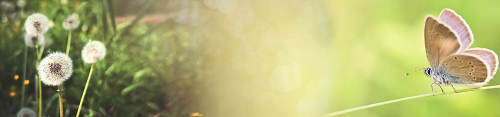 Abstract spring and summer background banner. Dandelion on a green summer meadow . horizontal banner with space for text.