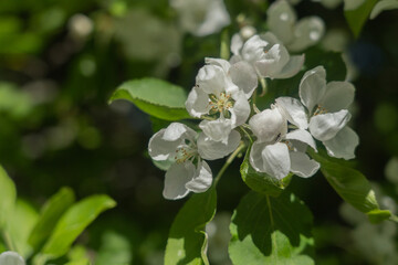 A beautiful branch of a blossoming apple tree. Natural background