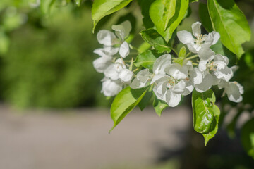 A beautiful branch of a blossoming apple tree. Natural background