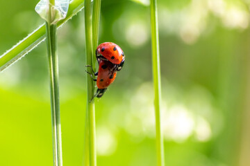Pair of ladybugs having sex on a leaf as couple in close-up to create the next generation of plant louse killers as natural pest control in agriculture with a bouquet background and copy space