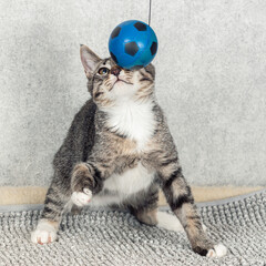 A striped mongrel kitten plays with a blue small ball.