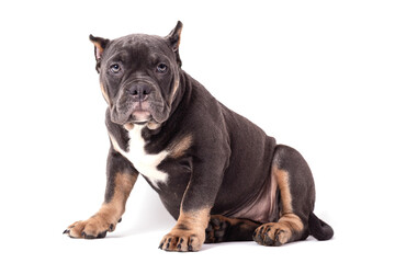 Obraz premium A puppy of the American Bully breed of the tricolor color. A newly created companion dog breed in the United States. Isolated on a white background, close-up, selective focus