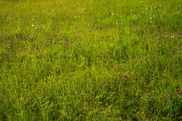 Fototapeta premium Blumenwiese