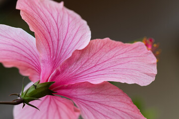 Die rosa Blüte eines Hibiskus © Roswitha