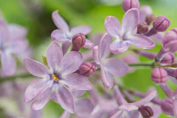 Lilac flowers close up. Natural background, there is a place for text