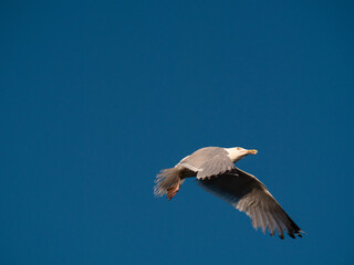 Seagull with Fishing Line I