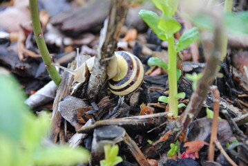 schnecke