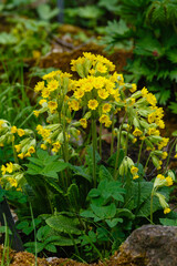 Primula veris (cowslip, common cowslip, cowslip primrose; syn. Primula officinalis Hill) is a herbaceous perennial flowering plant in the primrose family Primulaceae