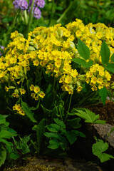 Primula veris (cowslip, common cowslip, cowslip primrose; syn. Primula officinalis Hill) is a herbaceous perennial flowering plant in the primrose family Primulaceae