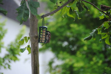 Vogel beim futtern auf dem baum