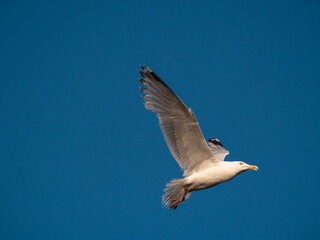 Seagull with Fishing Line II