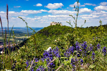 Blumen mit Burg Hohenneuffen
