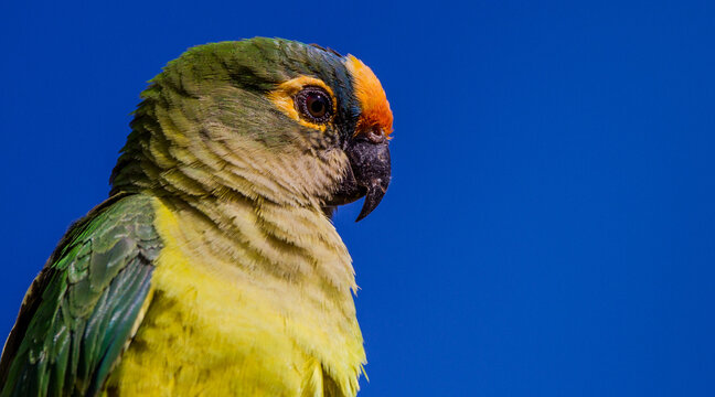 Peach-fronted Parakeet