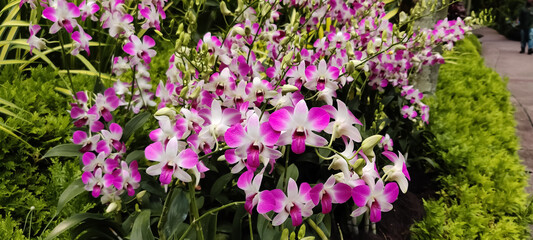 Blooming Dendrobium bigibbum commonly known as Cooktown Orchid or Mauve Butterfly Orchid or Lilac Purple Orchid in  garden. - obrazy, fototapety, plakaty