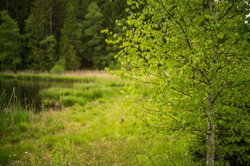 Birkenbaum am Schwarzsee