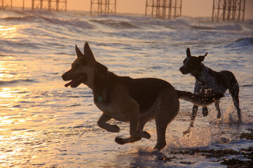 Brighton, England - 18 Oct 2011 - Game of dogs 