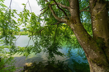 markanter Baum am Hechtsee bei Kufstein in Tirol Österreich