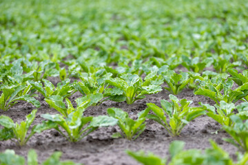 young plants on a beet field, close up