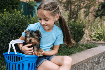 Outdoor portrait of cute Yorkshire terrier puppy in basket and preteen girl. Liitle girl holding...