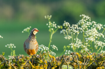 Red-legged or French partridge perched on a drystone wall surrounded by Cow Parsley or Mother-Die flowers.  Scientific name: Alectoris rufa.  Facing forward.  Space for copy.  Horizontal.