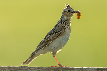 Skylark feeding on a Summer's evening.  Facing right with grubs in beak. Scientific name: Alauda arvensis. Backlit image and clean background.  Space for copy.  Horizontal.  Close up.