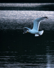 Backlit Seagull I
