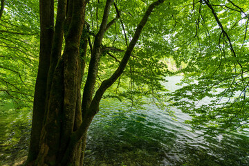 Fototapeta premium markanter Baum am Hechtsee bei Kufstein in Tirol Österreich