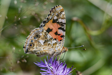 Macro of the painted lady (Vanessa cardui) butterfly with closed wings