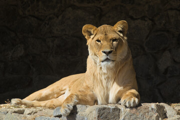 Close up portrait of a lying adult lioness. Photo from animal life. A very large wild cat.