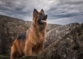 German shepherd