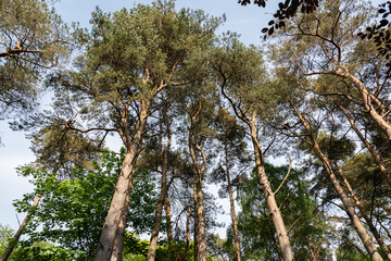 Fairy Footpaths at Fullerton Park Near Troon in Scotland and the ancient Pine trees .