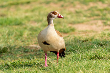 Egyptian goose ( Alopochen aegyptiaca ) in early spring morning in Ramat Gan park. Israel.