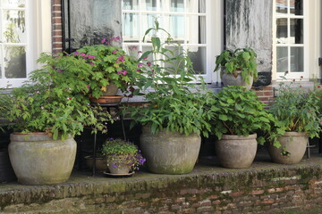 Fototapeta na wymiar Amsterdam Jordaan Pavement View with Flowers and Plants in Pots