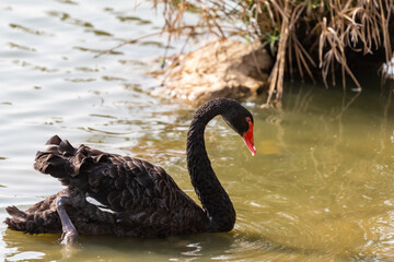 Obraz premium Black swan ( Cygnus atratus ) in early spring morning on the lake in Ramat Gan park. Israel.