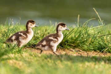Baby Egyptian goose ( Alopochen aegyptiaca ) in early spring morning in Ramat Gan park. Israel.