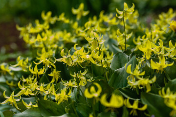 Erythronium pagoda or dog`s tooth violet yellow flowers with green